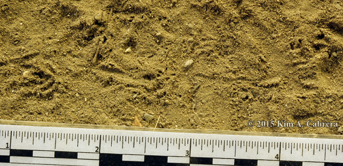 western fence lizard tracks
