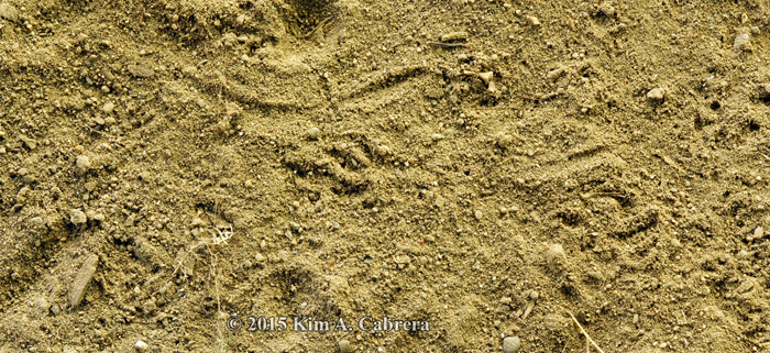 western fence lizard tracks