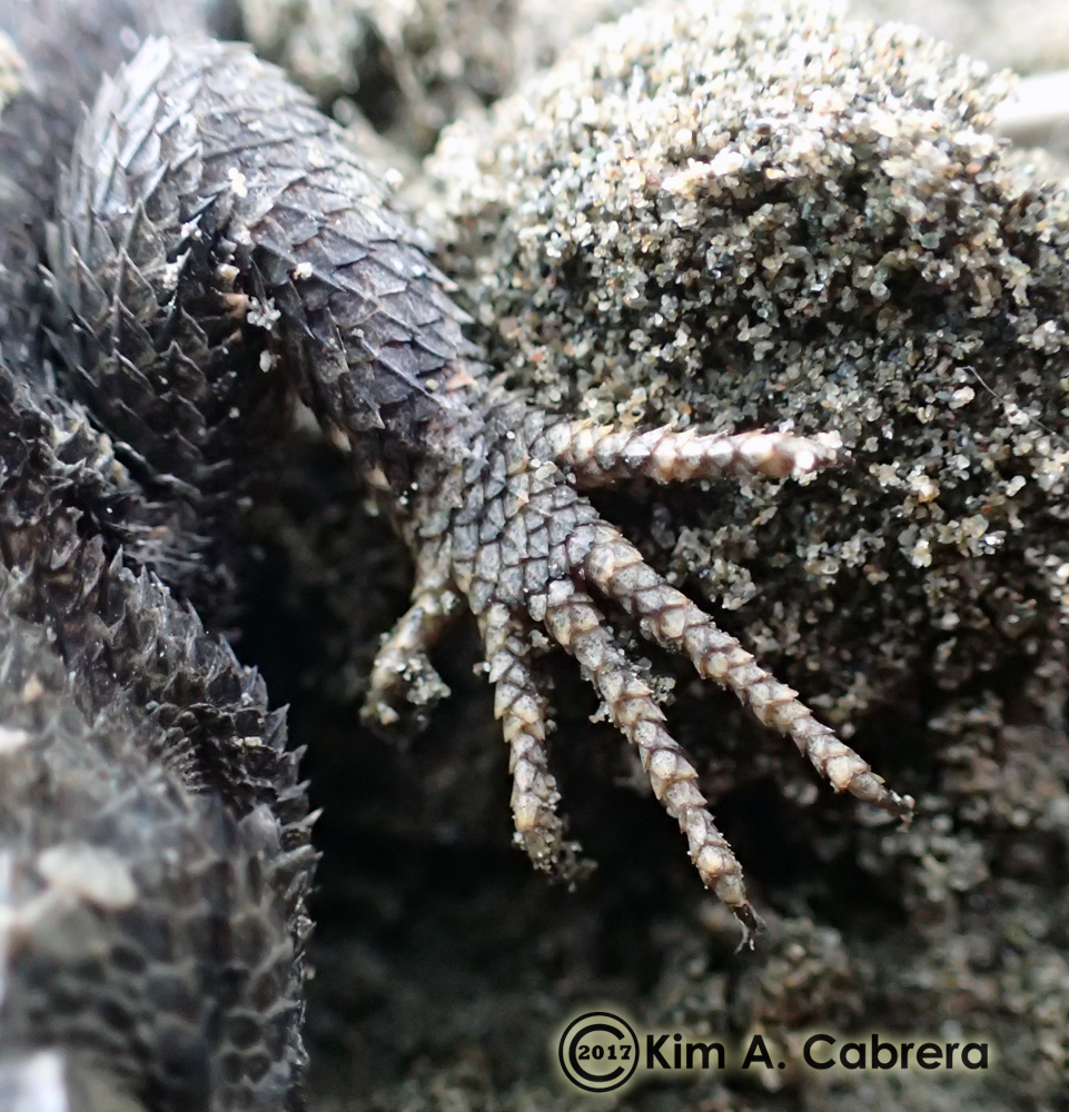 fence lizard feet