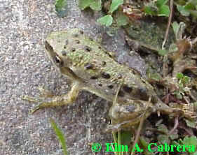 Treefrog
                  first day out of the water.