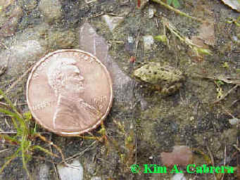 Treefrog
                  and penny for size. Frog is 1/2 inch long.
