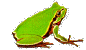 Pseudacris regilla 