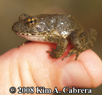 small yellow legged frog on my thumb. Photo
                    copyright Kim A. Cabrera