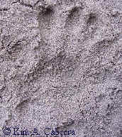 Gray squirrel hind
                  track in sand. Humboldt Redwoods State Park,
                  California, near Burlington Campground. Photo by Kim
                  A. Cabrera.
