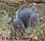 Gray squirrel
                      foraging on ground. Photo by Kim A. Cabrera 2006.