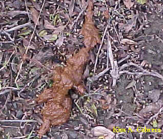 Human scat.