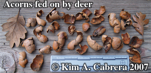 Acorn
                    husks left after feeding by deer. Deer ate the
                    acorns. Photo copyright by Kim A. Cabrera.
