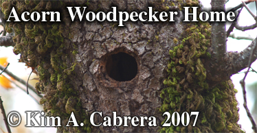 Acorn
                  woodpecker nest hole in oak tree. Photo copyright by
                  Kim A. Cabrera 2007.