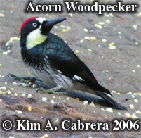 Acorn woodpecker