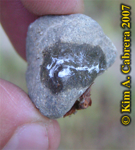 Baby
                      wild turkey scat. Photo  Kim A. Cabrera 2007