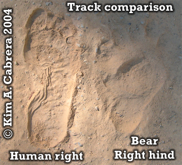 Black bear track comparison with human
                            foot print. Photo copyright by Kim A.
                            Cabrera 2004.