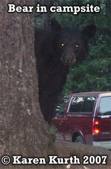 black
                          bear visiting a campsite. Photo copyright by
                          Karen Kurth 2007.