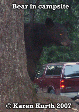 black
                          bear visiting a campsite. Photo copyright by
                          Karen Kurth 2007.