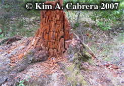 Log
                            ripped into by black bear. Photo copyright
                            by Kim A. Cabrera 2007.