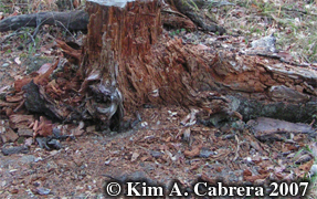 Log
                            ripped into by black bear. Photo copyright
                            by Kim A. Cabrera 2007.