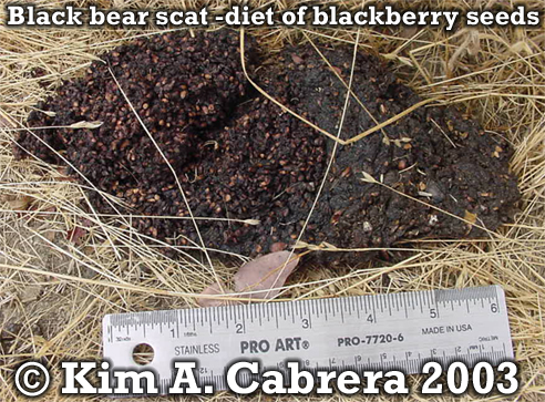 Black bear scat. Copyright by Kim A.
                            Cabrera 2003.