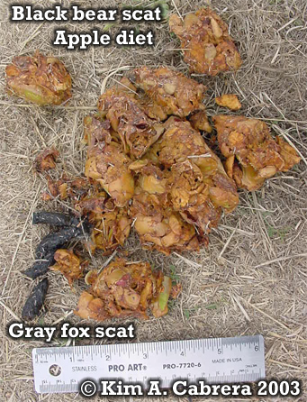 Black bear scat with gray fox scat on
                          top. Copyright by Kim A. Cabrera 2003.