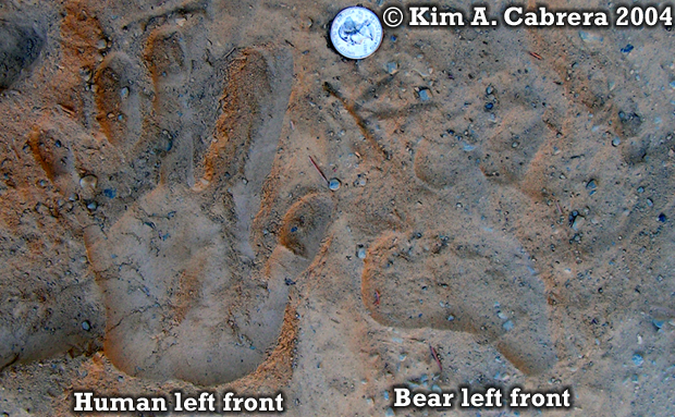 Black bear front track comparison with
                          human hand print. Photo copyright by Kim A.
                          Cabrera 2004.