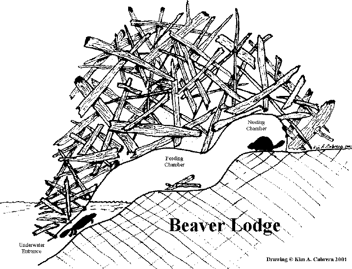 Drawing of beaver lodge by Kim A. Cabrera. 