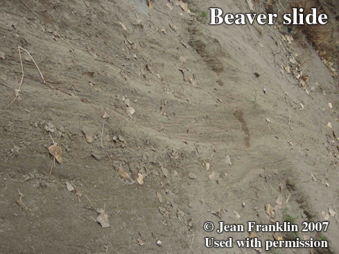 Beaver trail.
                      Photo copyright by Jean Franklin, 2007.