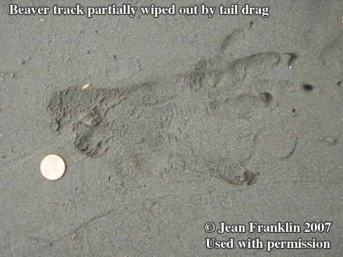Beaver track. Photo copyright by Jean
                      Franklin, 2007.