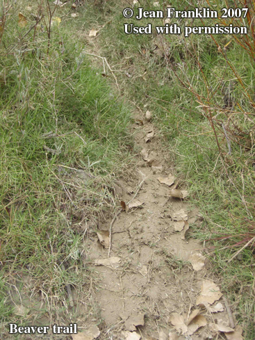 Beaver
                      trail. Photo copyright by Jean Franklin, 2007.