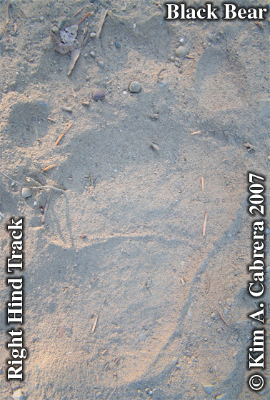 Black bear hind track. Photo copyright by
                          Kim A. Cabrera.