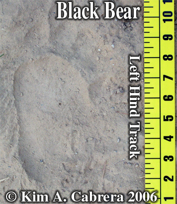 Black bear hind track. Photo copyright by
                          Kim A. Cabrera.