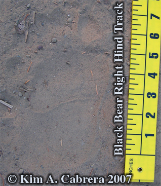 Black bear hind track. Photo copyright by
                          Kim A. Cabrera.