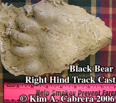 Black bear hind track cast. Photo
                            copyright by Kim A. Cabrera.
