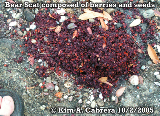 Black bear scat composed of seeds and
                          berries. Photo copyright by Kim A. Cabrera
                          2005. 