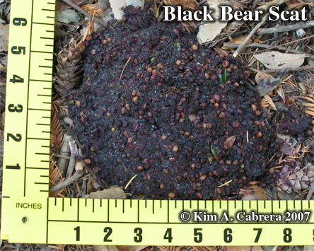 Black bear scat. Photo copyright by Kim
                          A. Cabrera.
