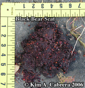 Black bear scat. Photo copyright by Kim
                            A. Cabrera.
