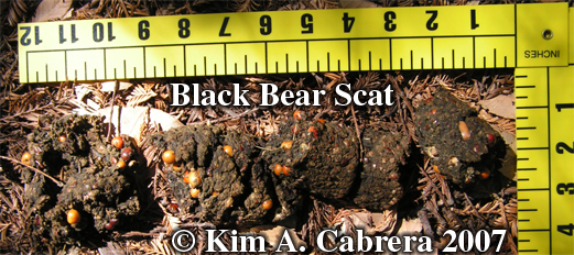 Black bear scat. Photo copyright by Kim
                            A. Cabrera.