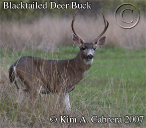 Blacktailed deer buck. Photo copyright by Kim
                    A. Cabrera 2007. Do not use without permission.