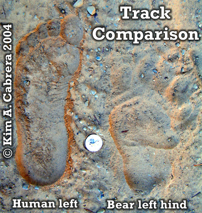 Black bear track comparison with human
                          foot print. Photo copyright by Kim A. Cabrera
                          2004.