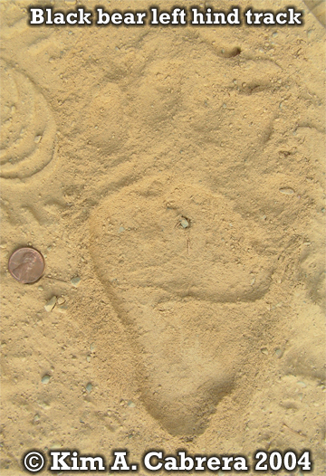 Black bear left hind footprint. Photo
                          copyright by Kim A. Cabrera 2004.