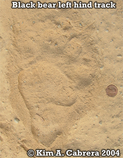 Black bear left hind footprint. Photo
                          copyright by Kim A. Cabrera 2004.