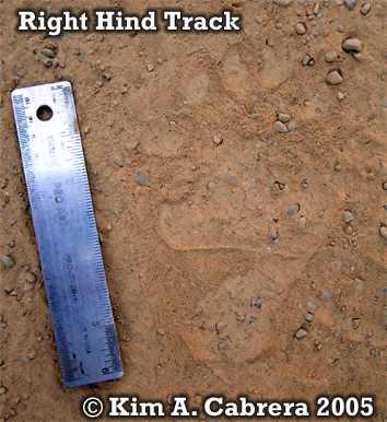 Black bear right hind footprint. Photo
                          copyright by Kim A. Cabrera 2004.
