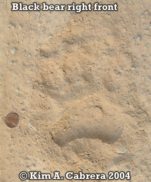 Black bear right front foot print.
                            Photo copyright by Kim A. Cabrera 2004.