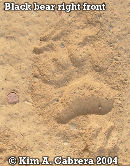 Black bear right front foot print. Photo
                          copyright by Kim A. Cabrera 2004.