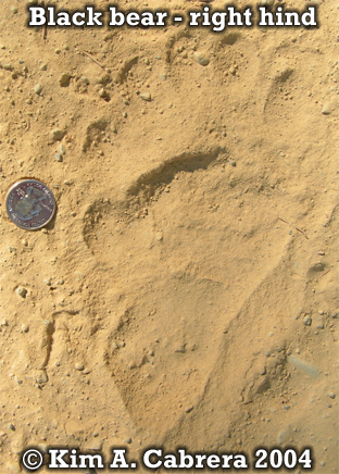 Black bear right hind foot print. Photo
                            copyright by Kim A. Cabrera 2004.