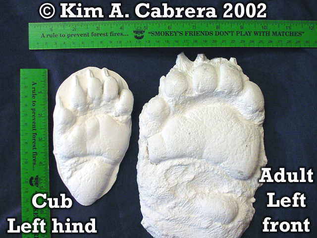 Black bear track pair cast in plaster
                            of Paris. Photo copyright by Kim A. Cabrera
                            2002.