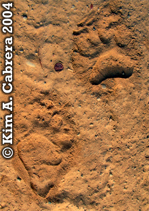 Black bear track pair. Photo copyright
                            by Kim A. Cabrera 2004.