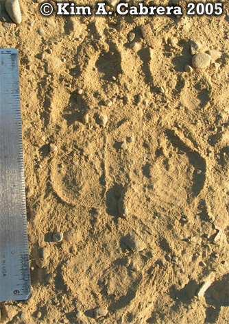 Black bear right hind foot. Photo
                            copyright by Kim A. Cabrera 2005.