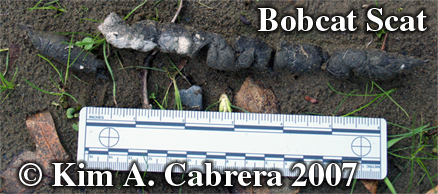 Bobcat scat. Photo copyright by Kim A.
                      Cabrera.