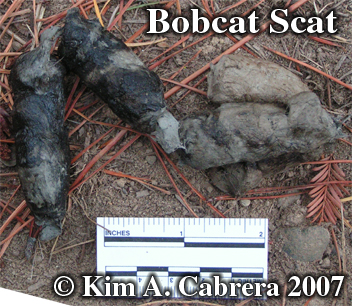 Bobcat scat. Photo copyright by Kim A.
                      Cabrera 2007.