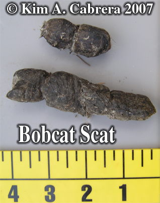 Bobcat
                  scat. Photo copyright by Kim A. Cabrera 2007.