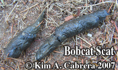 Bobcat scat. Photo copyright by Kim A.
                      Cabrera 2007.