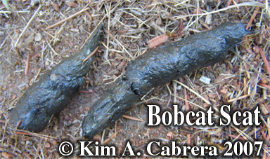 Bobcat
                  scat. Photo copyright by Kim A. Cabrera 2007.